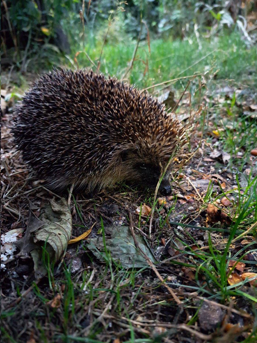 Brian Gort Wildlife tweet media