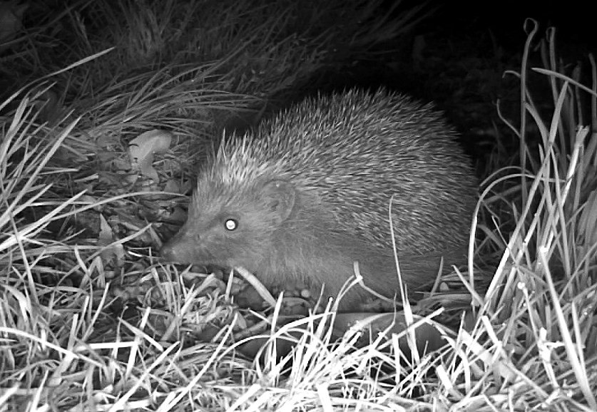 Brian Gort Wildlife tweet media