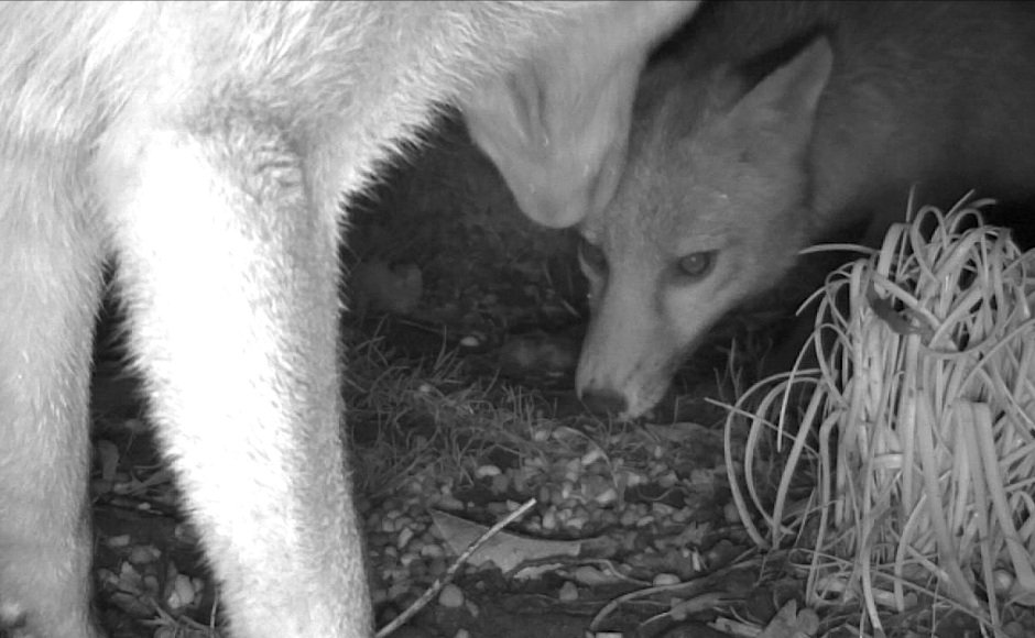 Brian Gort Wildlife tweet media