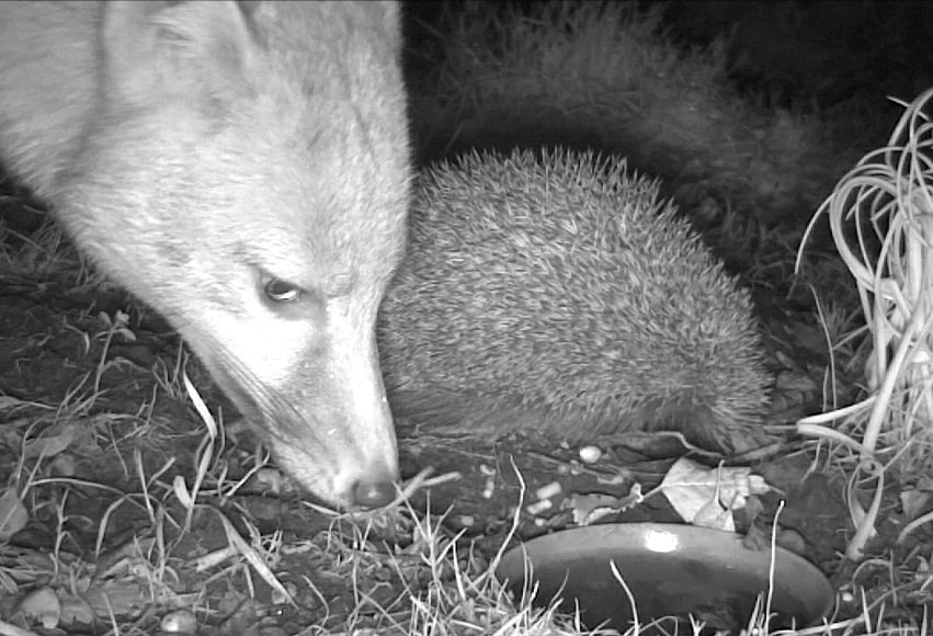 Brian Gort Wildlife tweet media