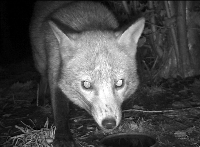 Brian Gort Wildlife tweet media