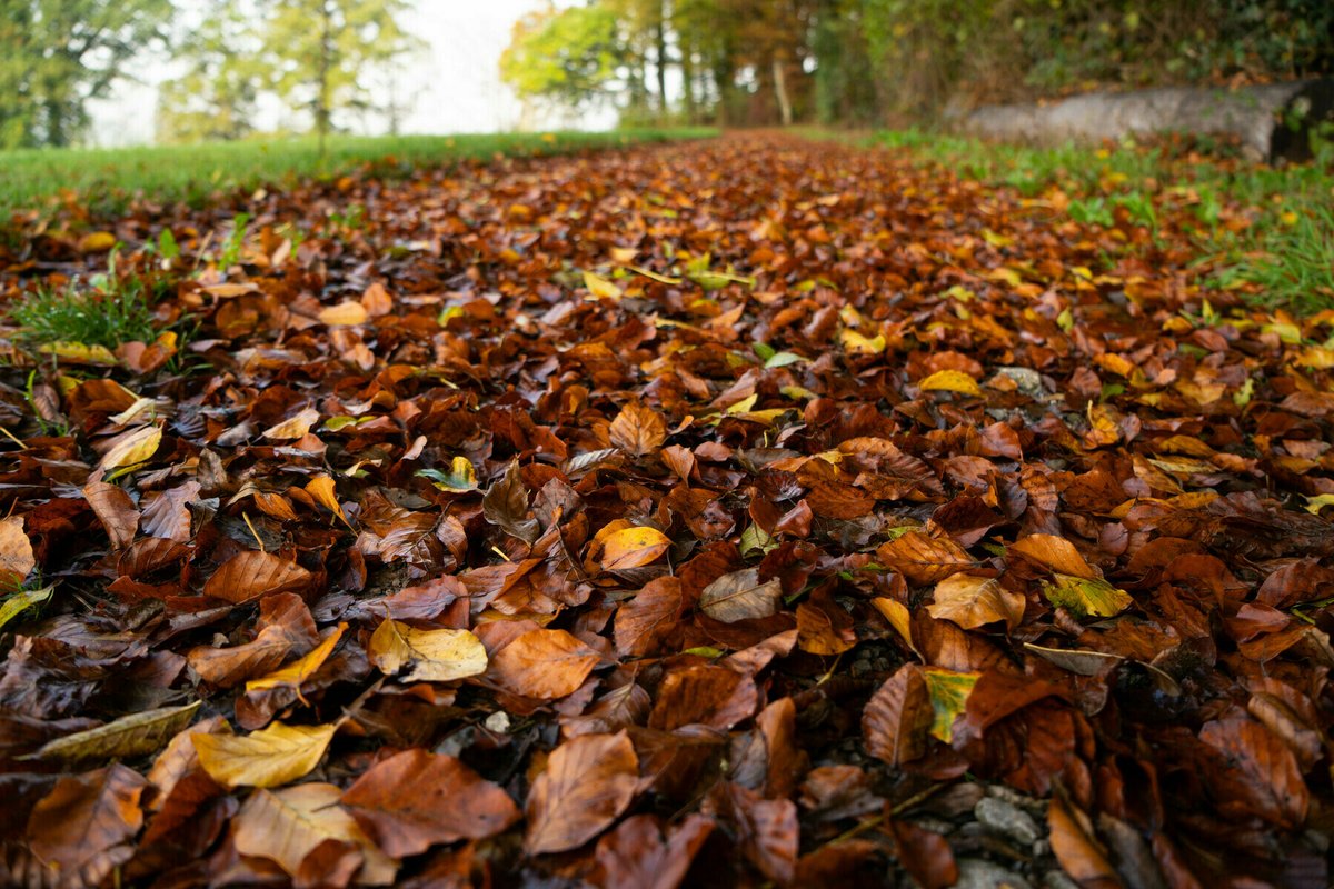 jbrosi_dev's tweet photo. Autumn feelings :) https://t.co/fAxGXTvmqY