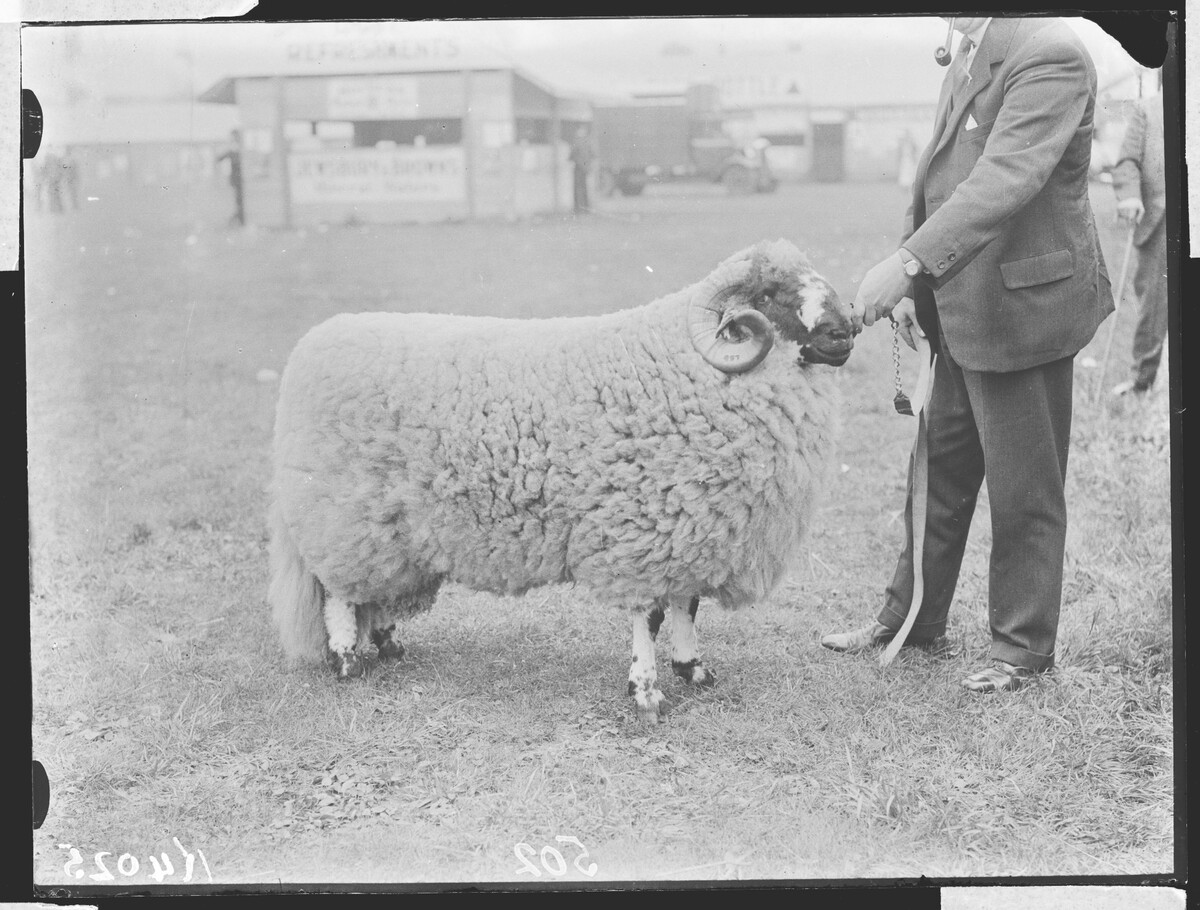 WhatsApp might be down but photos of exquisite heritage sheep are only always on the up