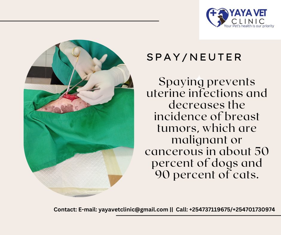 Yaya Vet Clinic tweet media