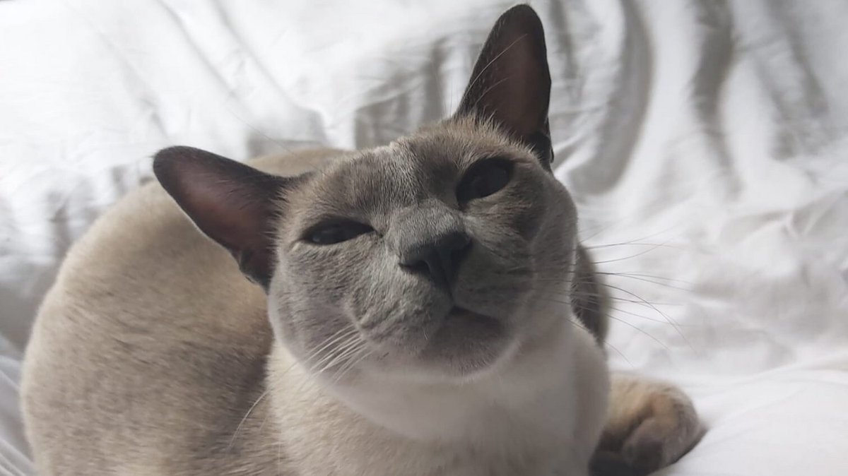 buster is judging you, can you feel it? 🧐 
#catsitter #petlover #simplesmartpetcare