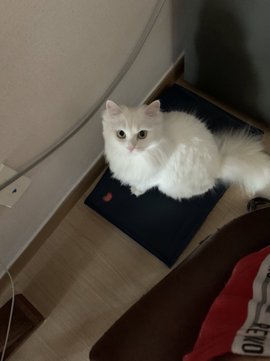 짱백희 tweet media