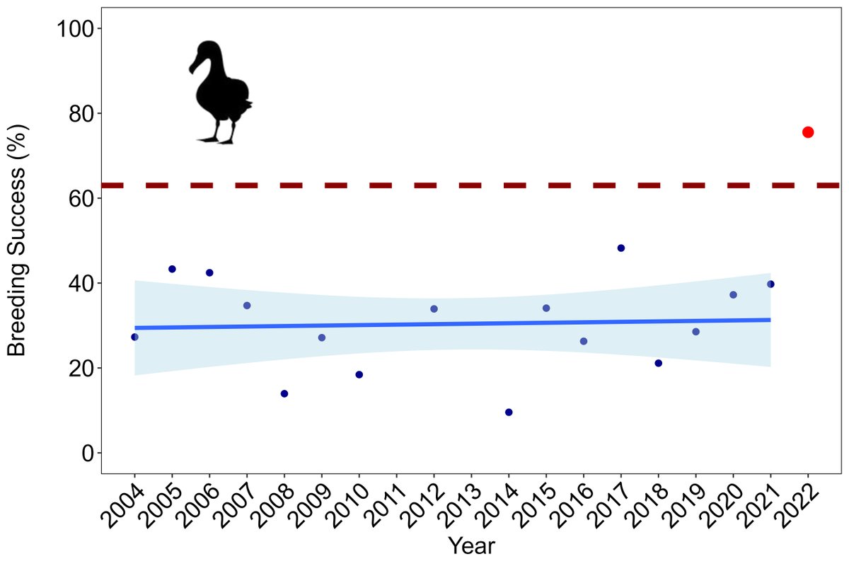 PHENOMENAL ALBATROSS BREEDING SUCCESS: Breeding success for Tristan #albatross is a massive 75.5% in 2022 – more than 2x the 2004-2021 average! Our team counted 1,186 chicks from 1,570 pairs, hardening our resolve to achieve a mouse-free future for #Gough #conservationoptimism