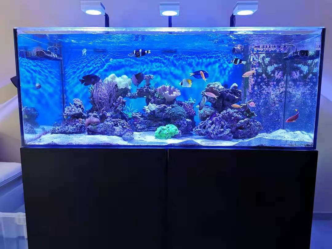 LisaCissing's tweet image. #PopBloomRS90reeflight #marinecoral #reefled
PopBloom 3 RS90 lights with a smart controller for 150cm reef coral tank.

ebay.com/itm/3338108900…