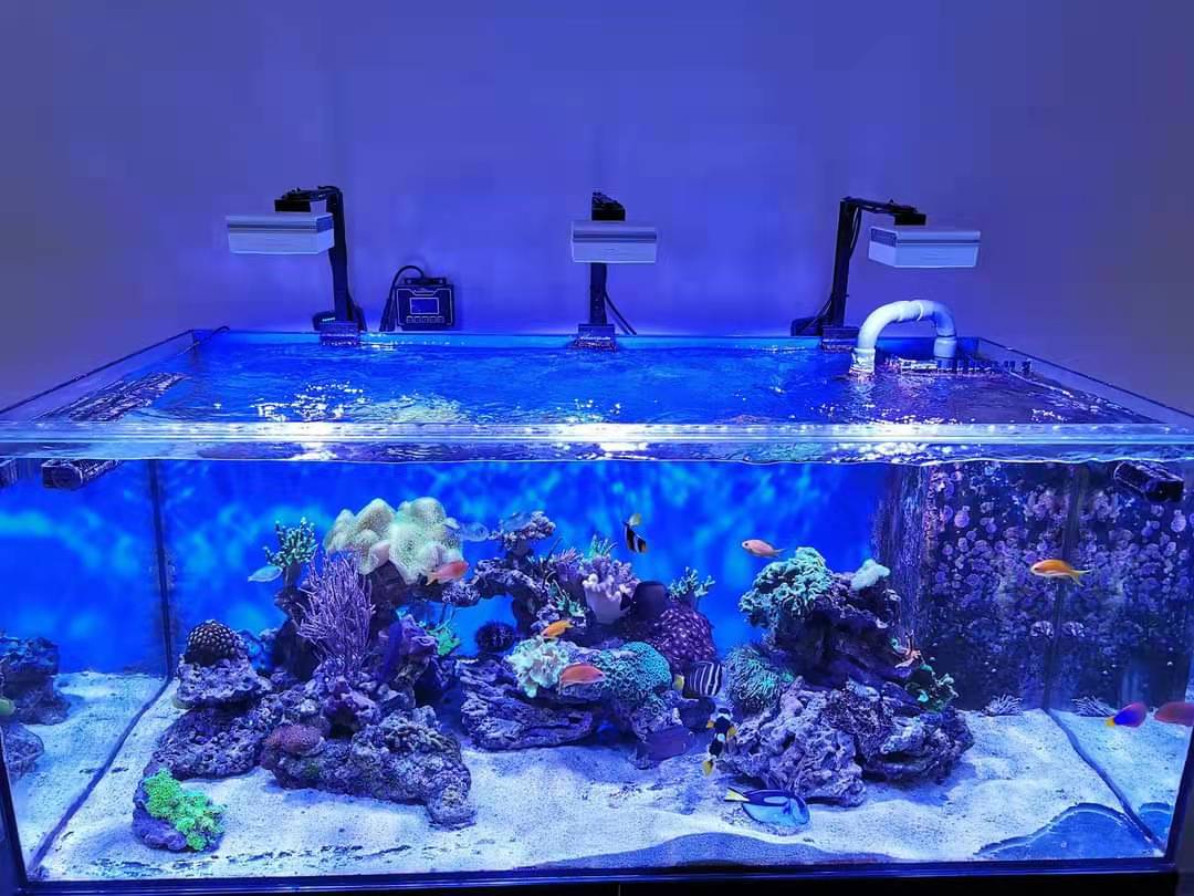 LisaCissing's tweet image. #PopBloomRS90reeflight #marinecoral #reefled
PopBloom 3 RS90 lights with a smart controller for 150cm reef coral tank.

ebay.com/itm/3338108900…