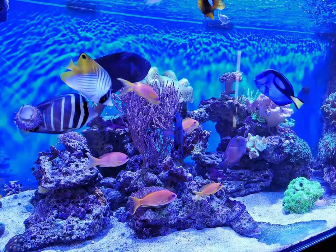 LisaCissing's tweet image. #PopBloomRS90reeflight #marinecoral #reefled
PopBloom 3 RS90 lights with a smart controller for 150cm reef coral tank.

ebay.com/itm/3338108900…
