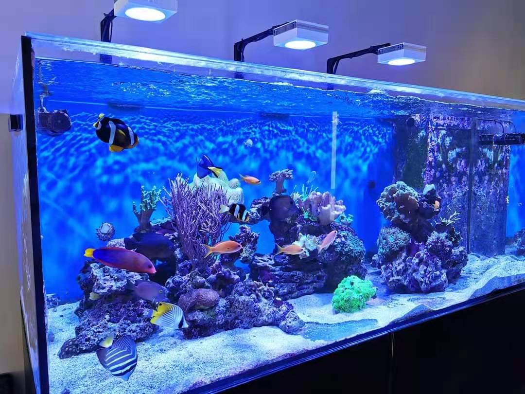 LisaCissing's tweet image. #PopBloomRS90reeflight #marinecoral #reefled
PopBloom 3 RS90 lights with a smart controller for 150cm reef coral tank.

ebay.com/itm/3338108900…