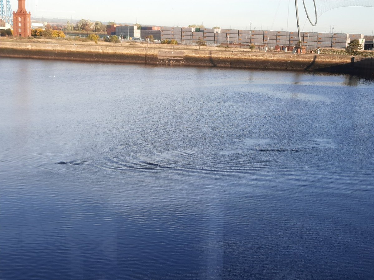 Two seals joining me at work this morning 🦭 #Middlesbrough #TeamThirteen