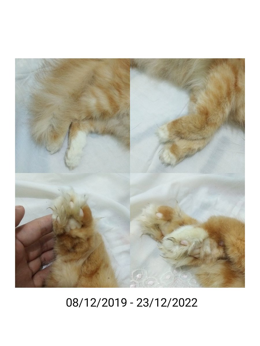 bumikucing's tweet photo. Tuna berpulang tanggal 23 kemarin jam 5 pagi. Semoga kita ketemu lagi yaa tuna dimanapun itu dan maaf untuk semuanya https://t.co/ZV37tdaQZj