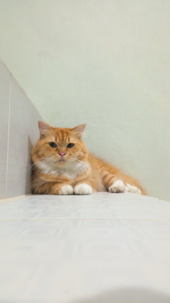 bumikucing's tweet photo. Tuna berpulang tanggal 23 kemarin jam 5 pagi. Semoga kita ketemu lagi yaa tuna dimanapun itu dan maaf untuk semuanya https://t.co/ZV37tdaQZj
