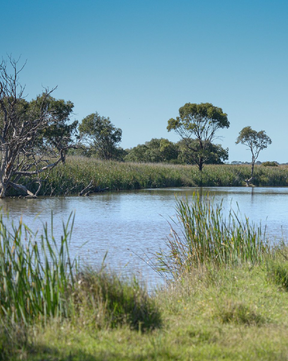 We’re super excited to have been a finalist for the 2022 @keepvicbeaut Sustainable Cities Awards! 🍃 Info 👉kvb.org.au/awards 📷: Sparrovale-Nubitj yoorree Wetlands, one of the projects recognised by the awards