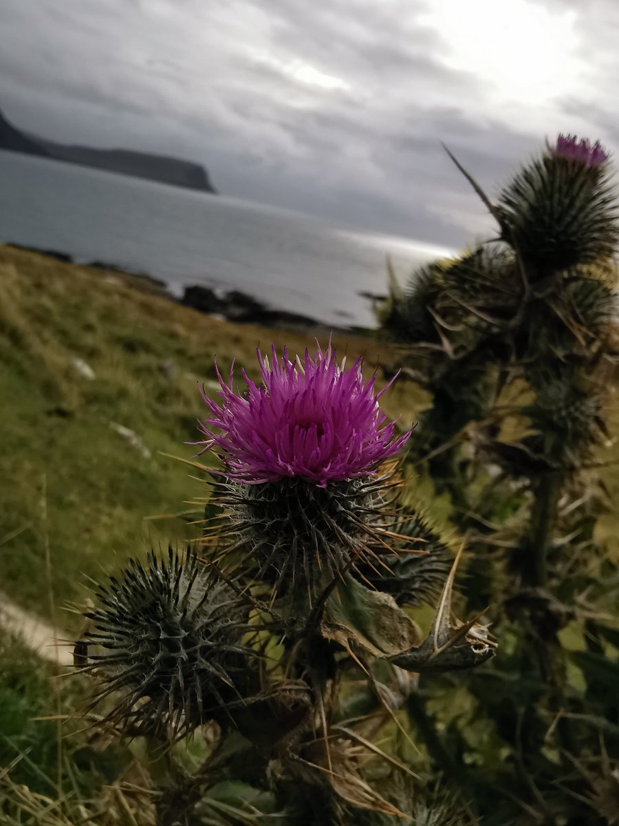 haboulassia's tweet photo. La haut sur la colline, symbole de l'Ecosse, ordre d'honneur et de chevalerie, se dresse le chardon🌹
Pendant que @KuroStars fait le con 😂😂😂😂😂😂😂😂😂😂❤️
Chardon aux ânes - Onopordum acanthium https://t.co/QxNWyVTWD9