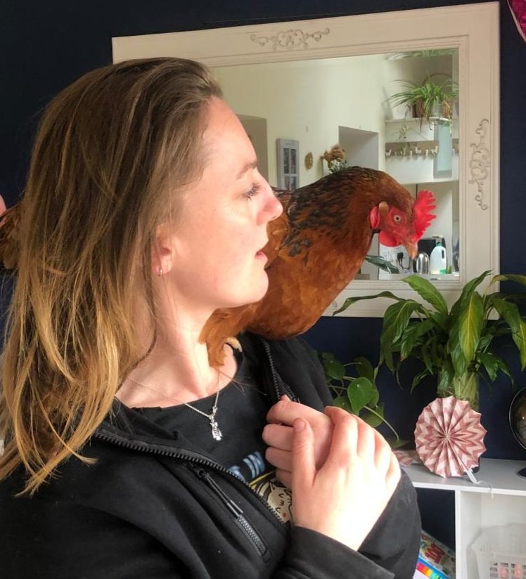 dookandstash's tweet photo. Ma lost her pet chicken yesterday. Omelette died of old age. The jokes have been had about roast dinner already... I was quite looking forward to eating Omelette but ma has said no to all of that even tho she did look tasty. we will be having a burial for the bird later. 👍😘 https://t.co/njHw5FpHld
