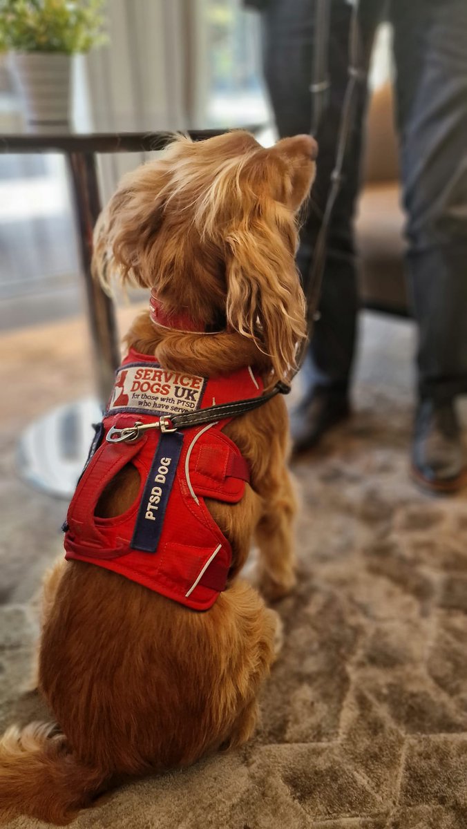 Can I Get A Service Dog For Anxiety Uk can-i-get-a-service-dog-for-anxiety-uk