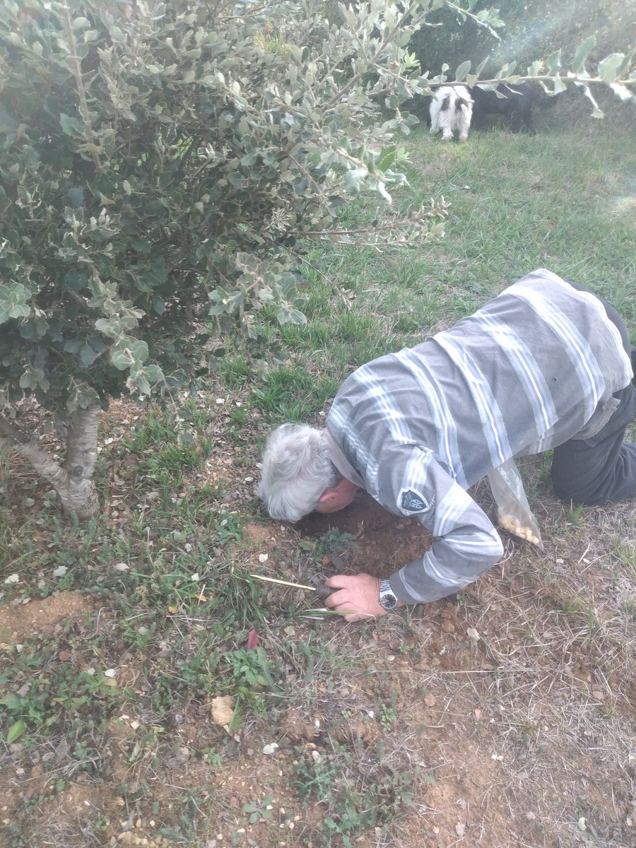 IntactProgetto's tweet image. As part of his secondment at @INRAE_France, prof. Khabar (@um5rabat) visited the Périgord region meeting members of the &quot;Association for the Promotion of Truffles and Trufficulture&quot; (APTT) which is under the aegis of the &quot;French Federation of Trufficultures&quot; (FFT) #INTACTproject.