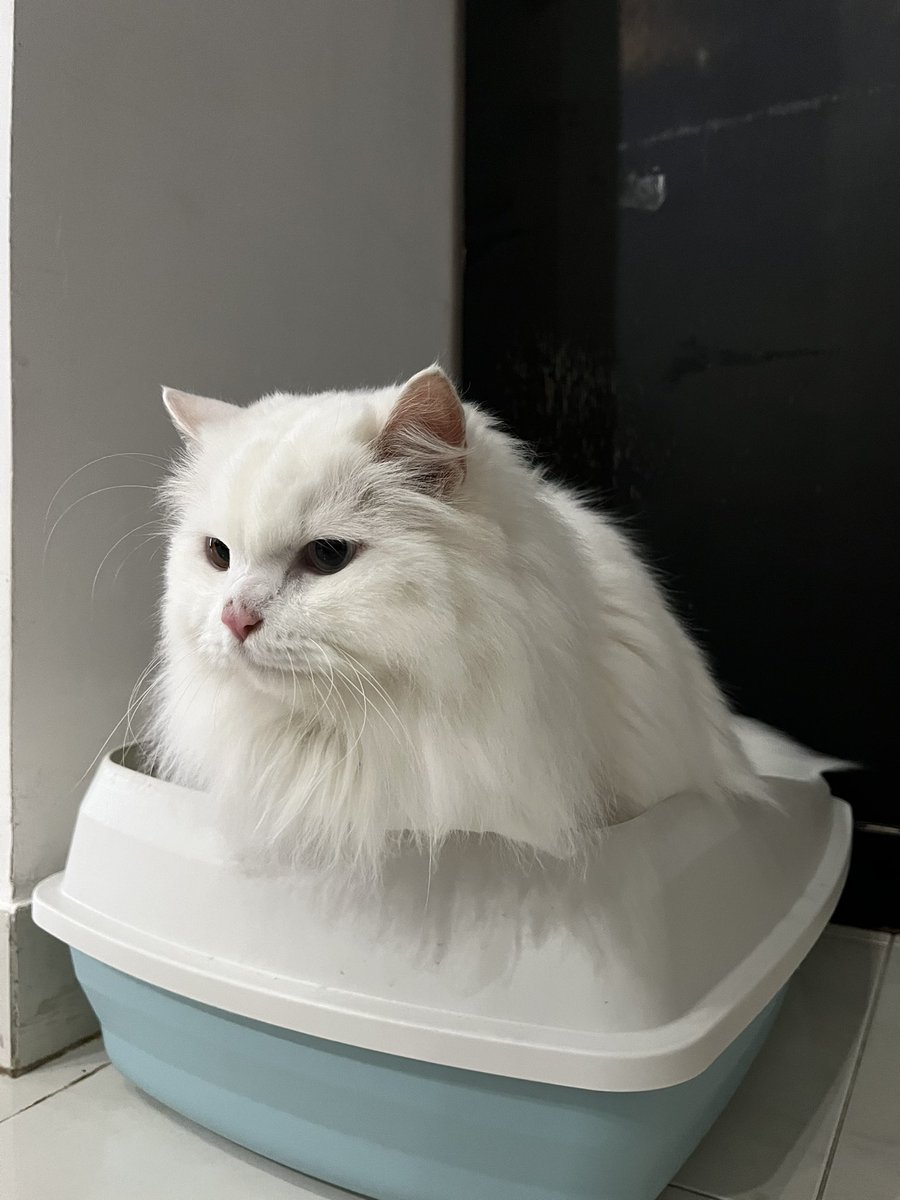 Dudut🐱 tweet media