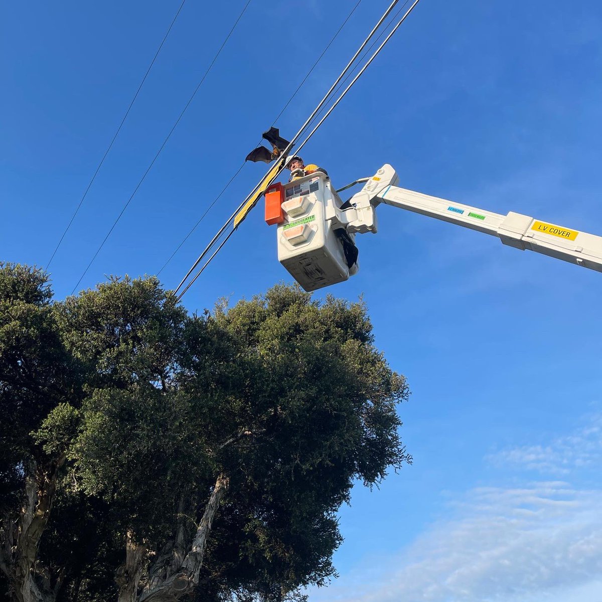 If you ever see a deceased flying fox on a power line, please phone your nearest animal rescue group. If there is a pup on the mum, they will more than likely survive, if they are rescued in time. Thanks Brett and John (pictured here).

#wildliferescue