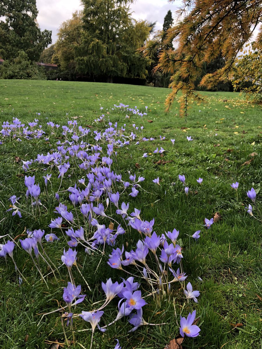 mike_leder's tweet photo. Und dann ergab sich gestern auch noch dieses Stelldichein der Jahreszeiten. 

#Hamburg
#JenischPark https://t.co/nCBnBOCJY3