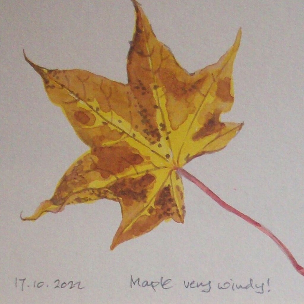 KateWhapham's tweet photo. Day seventeen and one of our maple tree - a glorious golden colour. Most of the leaves have blown off and are lying in a golden circle round the trunk.
#leafoctober #octoberleaf #autumn #autumn2022 #art #artoninstagram #sketch #sketchaday #maple https://t.co/jd1Z5f1TnM https://t.co/3lQYgTeJM0