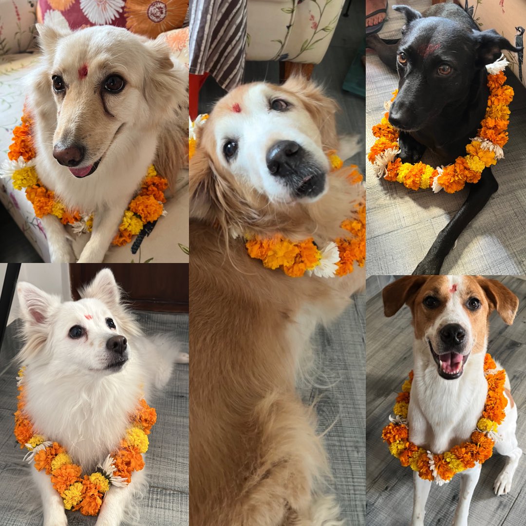 apawfive's tweet photo. Kukur Tihar 2022! With some homemade dog friendly cake. ☺️

#apawfive #KukurTihar #dogparents #DogLover #pariahdog #dogsoftwitter https://t.co/5VT46krbtc