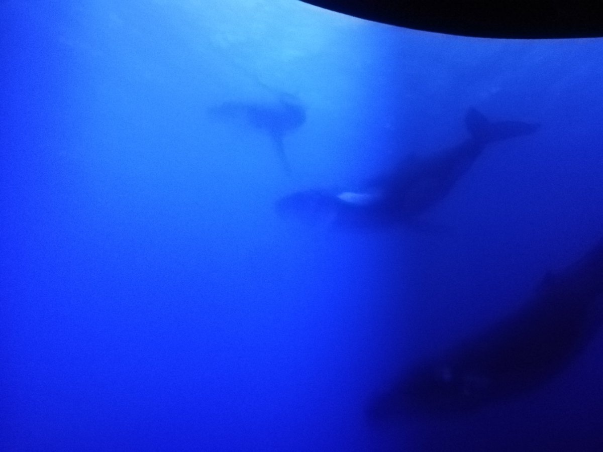 Et si on écoutait mieux ? 🐋🎶🐦️
Férue de polysensorialité, c'est avec joie que CreativeTech s'est rendue à la <a href="/philharmonie/">Philharmonie de Paris</a>  pour découvrir l'exposition Musicanimale, articulant les liens entre arts et sciences, entre oeuvres et histoire naturelle. On adore !