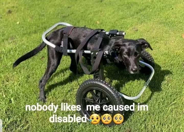 Happy Dog tweet media