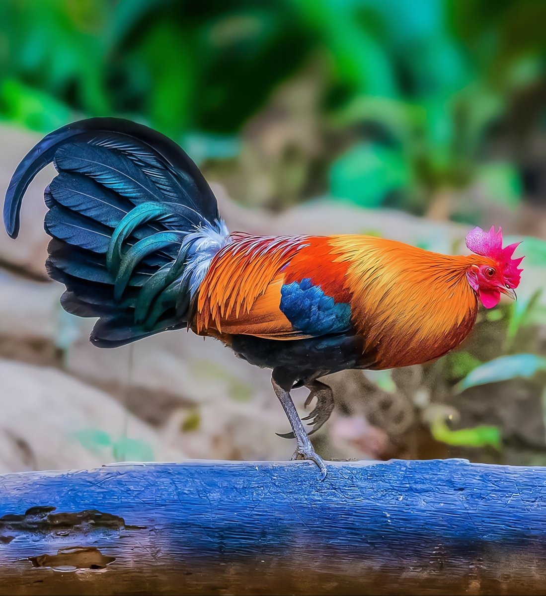 Guess the name of the bird🐦

#birds #nature #photos
#LovelyBirdsInChina