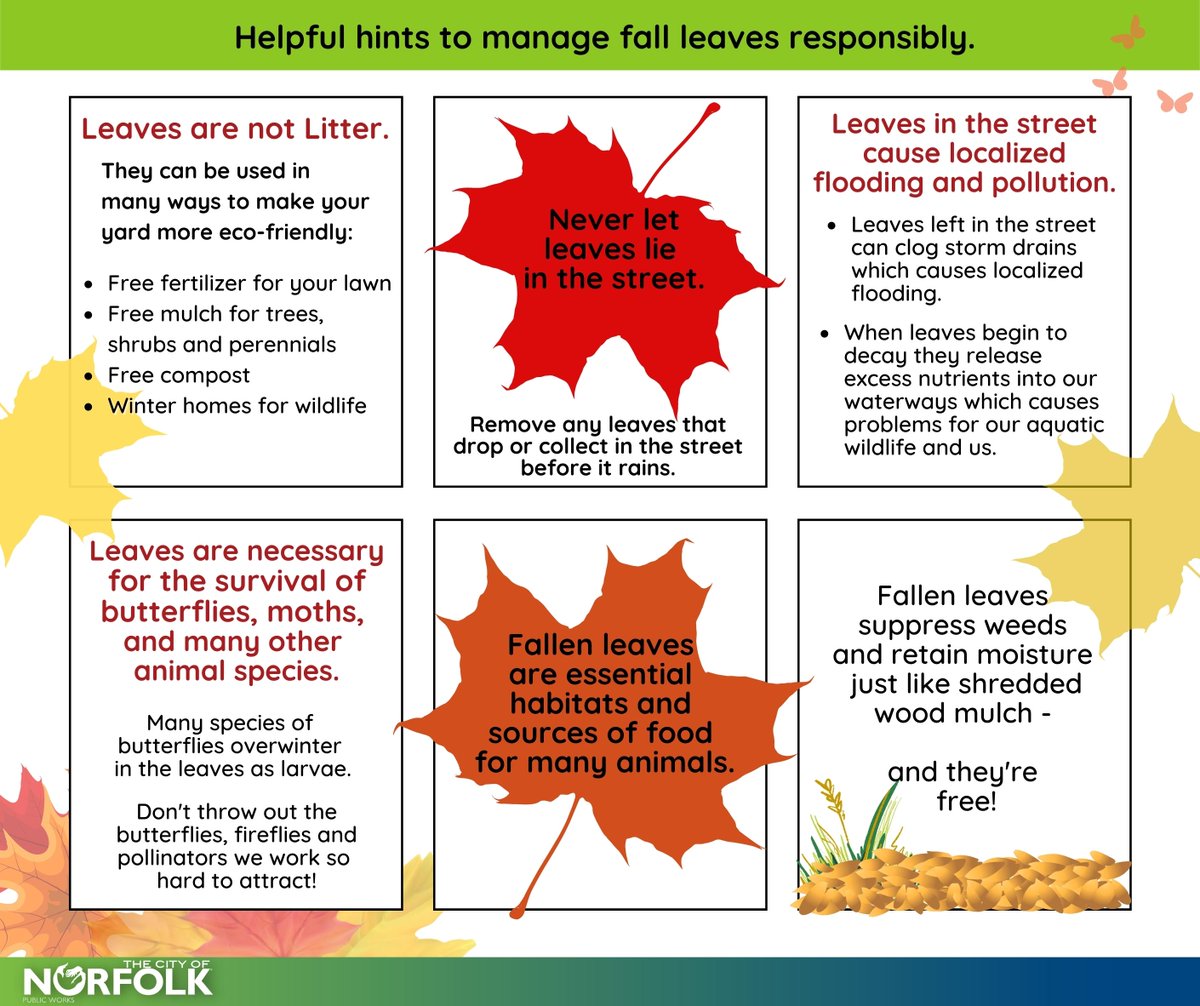 NorfolkVA's tweet photo. Leaves are loaded with minerals – which is exactly why they are good for your lawn &amp; bad for the storm drain. 🍁 

Storm drains lead directly to our waterways &amp; those extra nutrients can cause problems for our aquatic wildlife.

Check out these hints to manage fall leaves. 🍂 https://t.co/oRO9qmsDhp