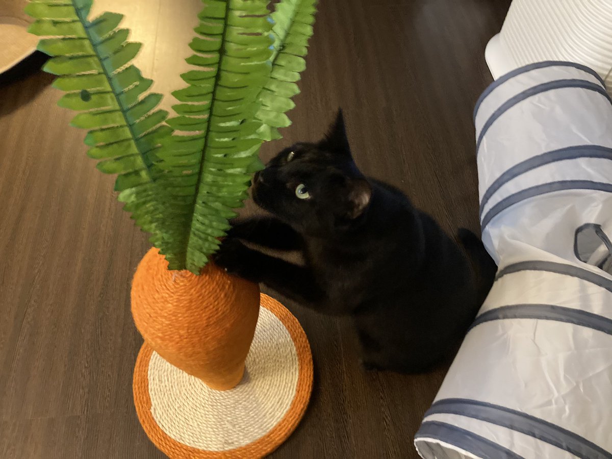 Hanabo_blackcat's tweet photo. Carrot! https://t.co/IQdvqWV3UF