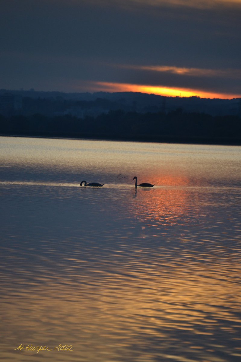 Beautiful sunset over Cootes Paradise. #sunset #sunsetphotography #Swans #evening #NatureBeauty