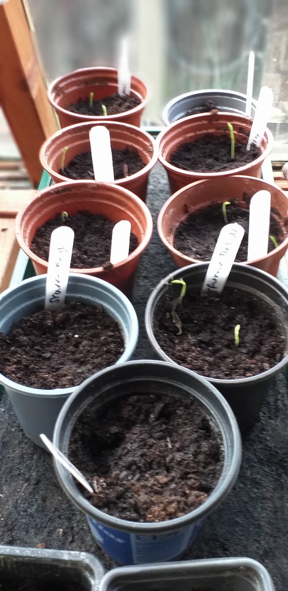 Sweet peas are up! @higgledygarden