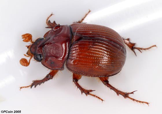 evansbugfacts's tweet photo. This is the earth-boring dung beetle, also known as the Geotrupidae. These colorful beetles are the worlds strongest animal!! When moving balls of dung, a roller can pull around 1,141 times its own body weight.
#bugfacts #bug #evansbugfacts #beetlefacts https://t.co/le1Nl2kFE7