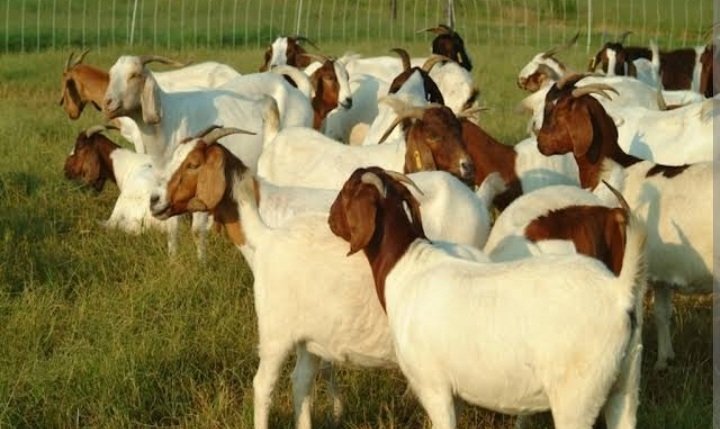 Yaassir286's tweet photo. Pastrolist 🐫 🐮 🐐 🐑 https://t.co/HggkMAb81q