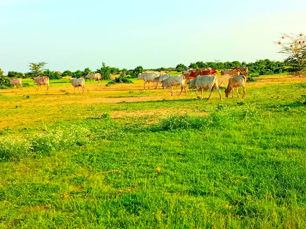 Yaassir286's tweet photo. Pastrolist 🐫 🐮 🐐 🐑 https://t.co/HggkMAb81q