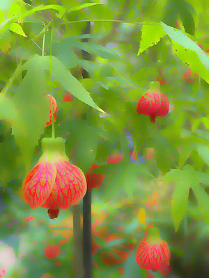 #Abutilon #RedTiger #blooms #colorful #floralart #chineselantern #floweringmaple #buyintoart #fallforart #giftidea #flowerlover #shopearly #flowers #homedecorideas #interiorstyling #wallart #artprint #redflowers #floralphotography #artistontwittter #art

deborah-league.pixels.com/featured/red-t…