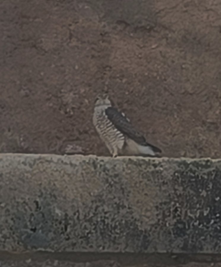 tikulli's tweet image. It was perfectly camouflaged against the dilapidated wall across my balcony.The sun in my eyes&amp;amp;no photo skills this is my best shot.Eurasian Sparrowhawk?Please confirm.@IndiAves @IndiAves #birdsofpray #birdwatching #BirdTwitter #birdsofdelhi #birding #birdlover #mobilephotography