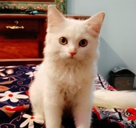 illbred19's tweet photo. Today the brave girl( my Best Friend) cried in front of me because her cat died.😢 https://t.co/dbHM3yiyfH
