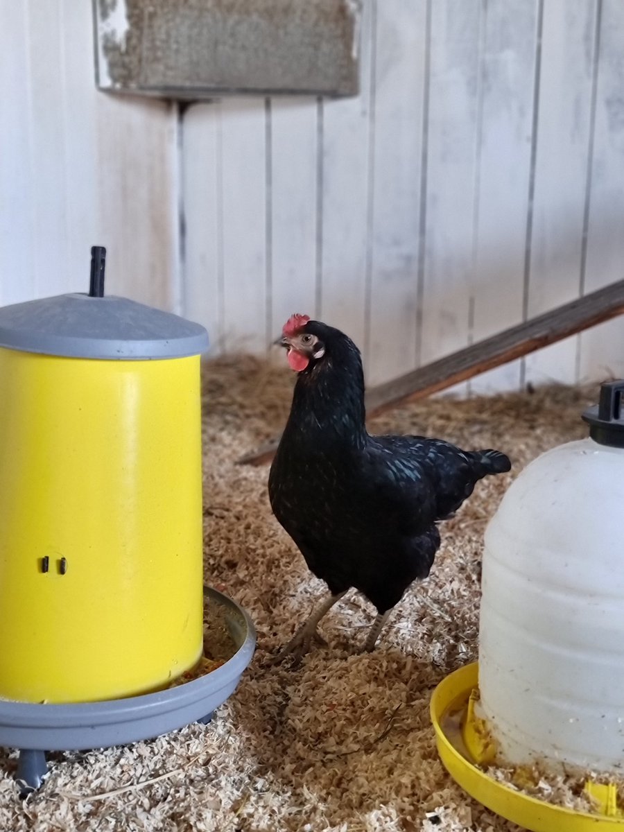 guteinern_ev's tweet photo. Unsere Bovans Hermine &amp; „Restpöstchen“ 🐓
Mehr von den beiden gibt es hier: https://t.co/ZpxbHZirqM

#GutEinern #permakultur #permakulturgarten #zurückzuneuem #Wuppertal #Hühner #Huhn #Hühnerstall #sustainable #sustainability #selbstversorgung #hühnerliebe #guteinern #bovans https://t.co/zIIL1AQjgC