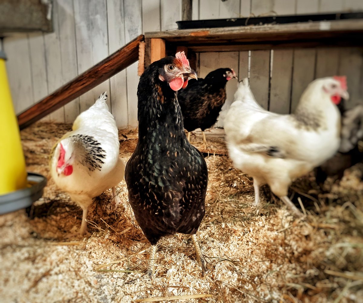 guteinern_ev's tweet photo. Unsere Bovans Hermine &amp; „Restpöstchen“ 🐓
Mehr von den beiden gibt es hier: https://t.co/ZpxbHZirqM

#GutEinern #permakultur #permakulturgarten #zurückzuneuem #Wuppertal #Hühner #Huhn #Hühnerstall #sustainable #sustainability #selbstversorgung #hühnerliebe #guteinern #bovans https://t.co/zIIL1AQjgC