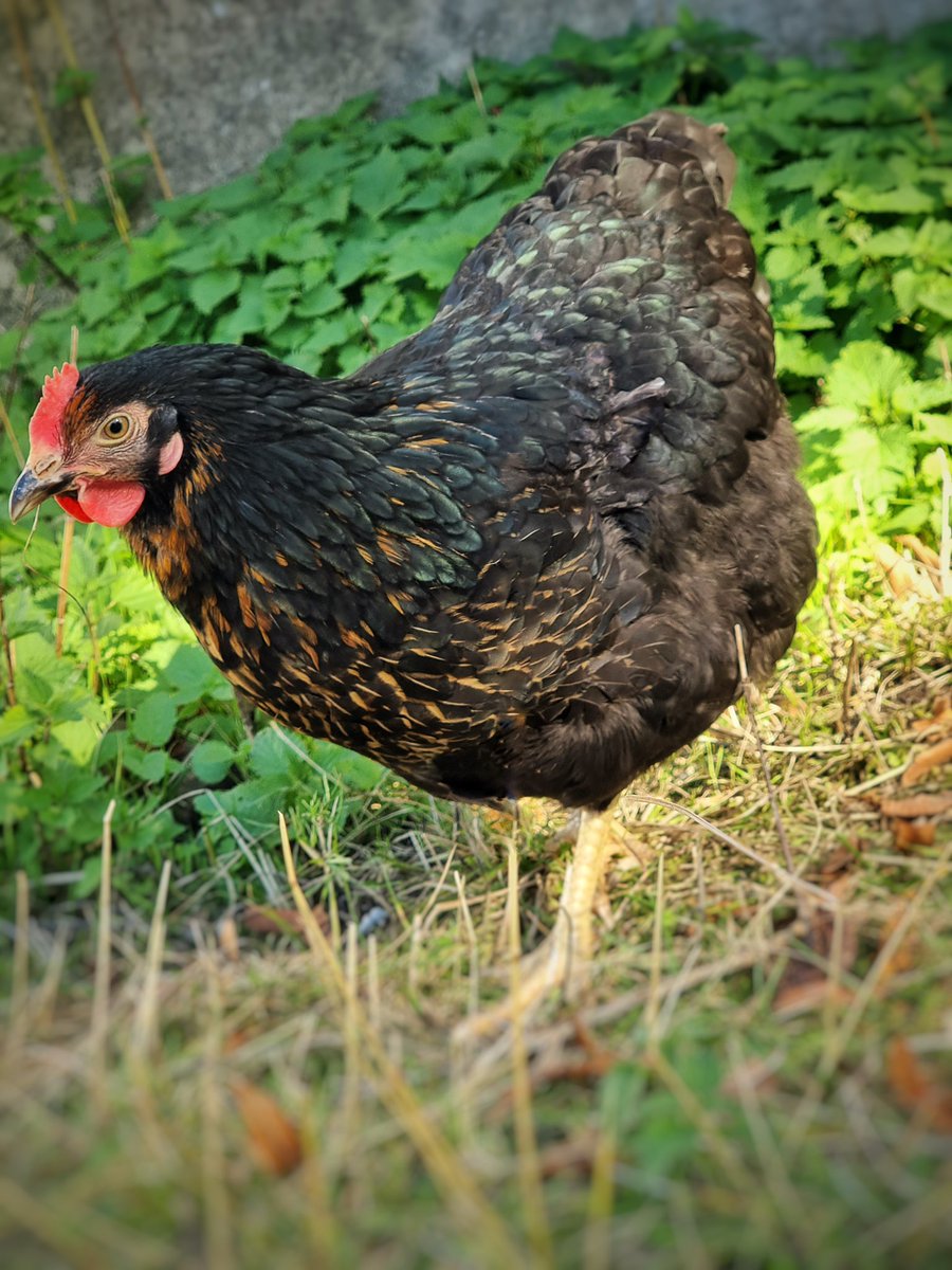 guteinern_ev's tweet photo. Unsere Bovans Hermine &amp; „Restpöstchen“ 🐓
Mehr von den beiden gibt es hier: https://t.co/ZpxbHZirqM

#GutEinern #permakultur #permakulturgarten #zurückzuneuem #Wuppertal #Hühner #Huhn #Hühnerstall #sustainable #sustainability #selbstversorgung #hühnerliebe #guteinern #bovans https://t.co/zIIL1AQjgC