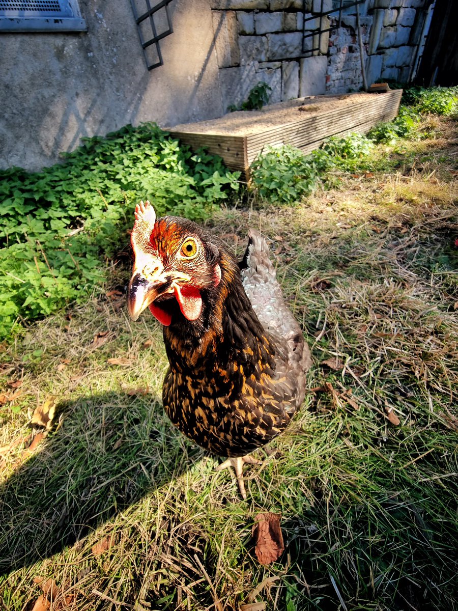 guteinern_ev's tweet photo. Unsere Bovans Hermine &amp; „Restpöstchen“ 🐓
Mehr von den beiden gibt es hier: https://t.co/ZpxbHZirqM

#GutEinern #permakultur #permakulturgarten #zurückzuneuem #Wuppertal #Hühner #Huhn #Hühnerstall #sustainable #sustainability #selbstversorgung #hühnerliebe #guteinern #bovans https://t.co/zIIL1AQjgC
