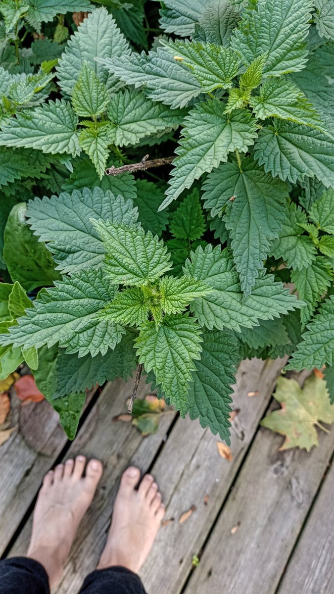 My favorite garden plant 🍀💚
What should I do with all these stinging nettles? 

#femdom #sadisme #footfetısh #barefootfetish #femalesupremacy #meesteresantwerpen #MistressMia #MasterDax