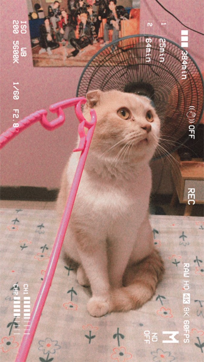 Whalepq's tweet photo. เลิกดื้อได้ยัง? https://t.co/DM4dL0Lc4E