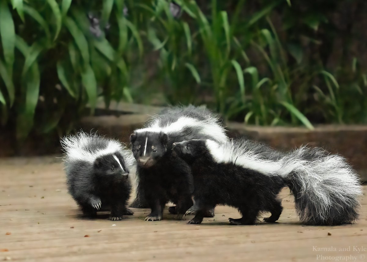 KamalaKyle's tweet photo. Calgary needed a wildlife facebook group for all our critters, so we made one; come join in on the community!
https://t.co/pdFYNDZlhB
Striped Skunk, Calgary, Spring 2022
#yyc #calgary #calgarywildlife #yycwildlife #calgaryparks #calgarynature #naturecalgary #calgarybirds https://t.co/6F2HVKXNHV