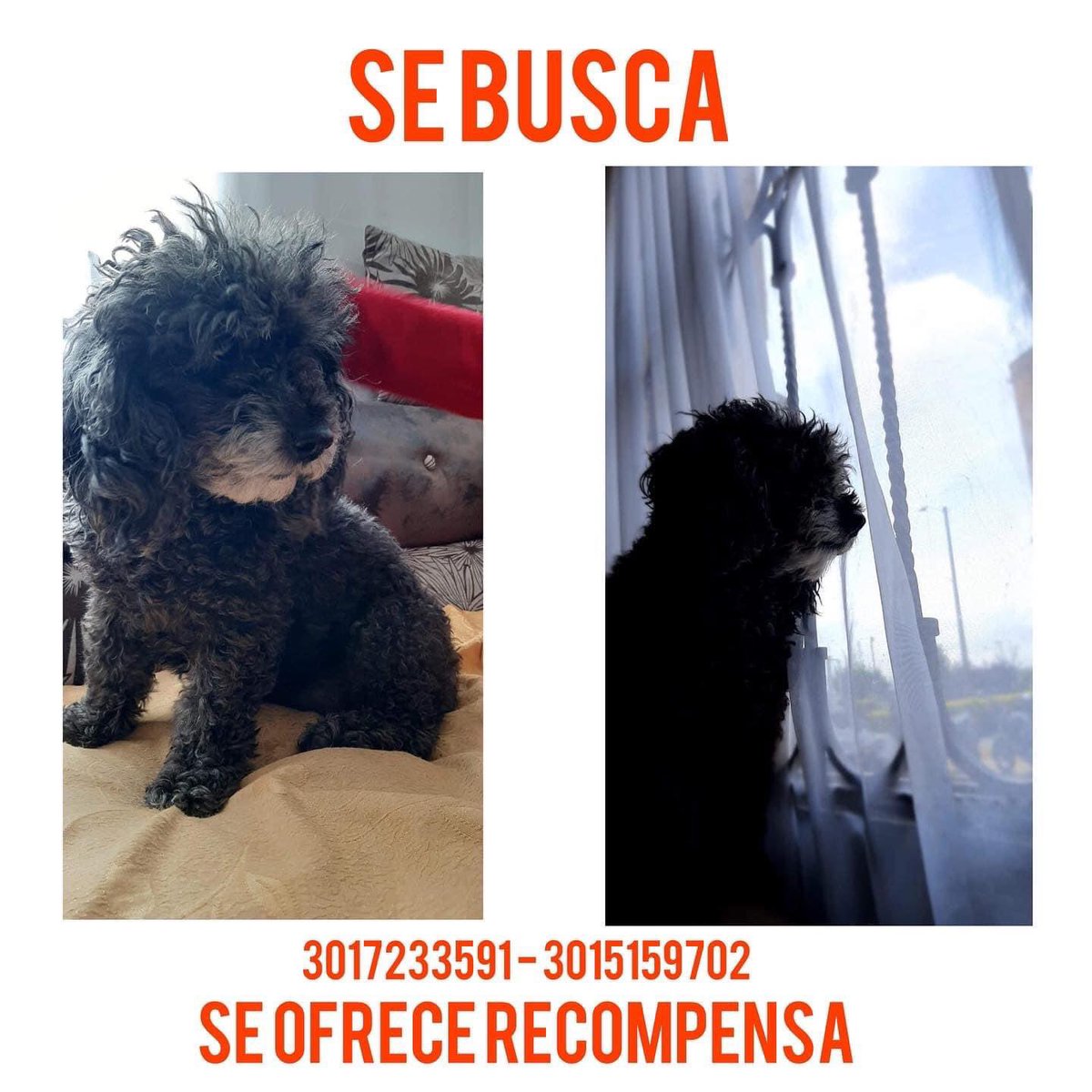 Marce_Tabares's tweet photo. 🆘#Soacha Se buscan estas dos perritas, son la compañía de una señora mayor. Ya son viejitas sin algunos dientes y enfemas. Fueron abandonadas el 14.10.2022 en Av. Terreros por el hijo de la señora 🙄😡 ayudemos a encontrarlas🙏🏻👇👇 https://t.co/ikfl5Qevjk