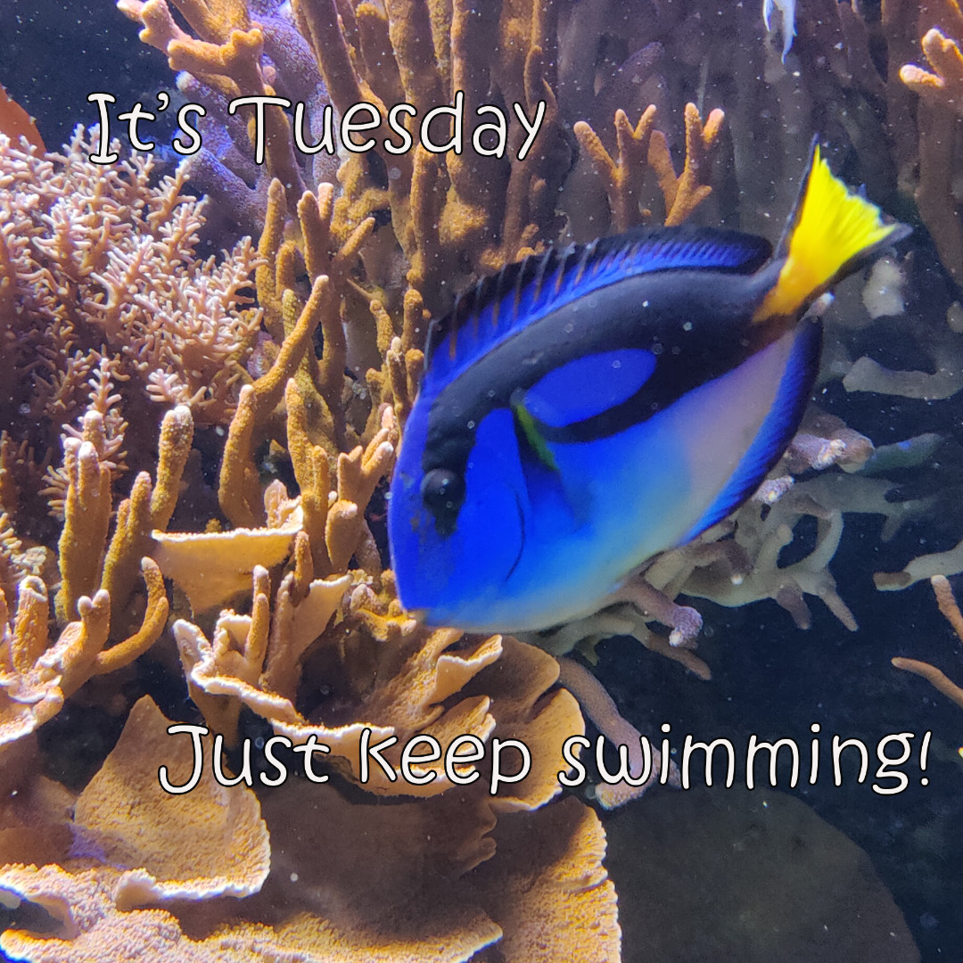 NCAquariumFF's tweet photo. Happy #Tuesday!  #ItsNotMonday https://t.co/3EpkXyG80u